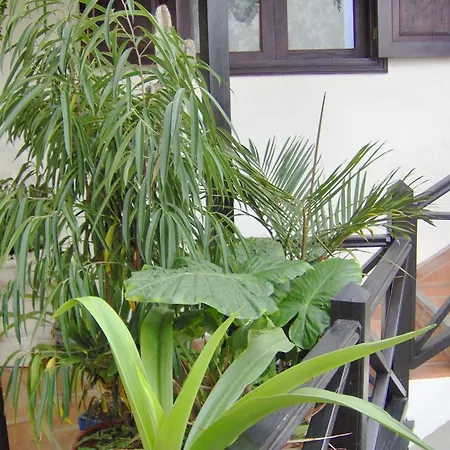 Апартаменты Mit Privatem Balkon Und Meerblick Im Rustikalen Stil Икод-де-лос-Винос